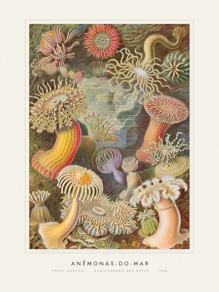 Quadro Anêmonas-do-mar