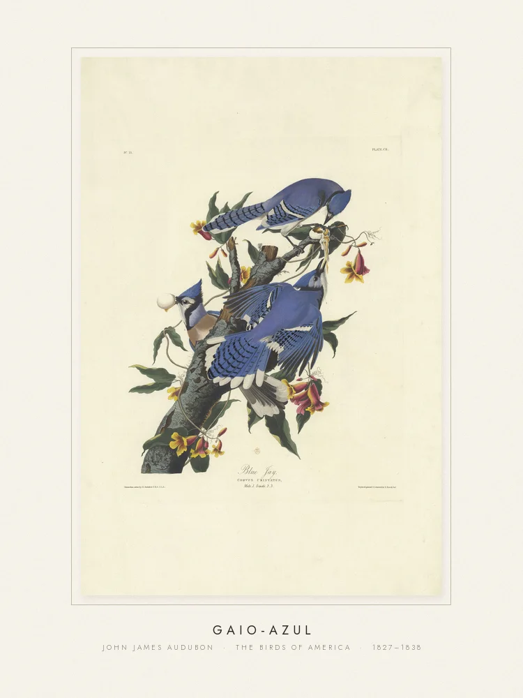 Quadro Gaio-azul