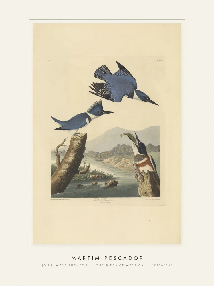 Quadro Martim-pescador