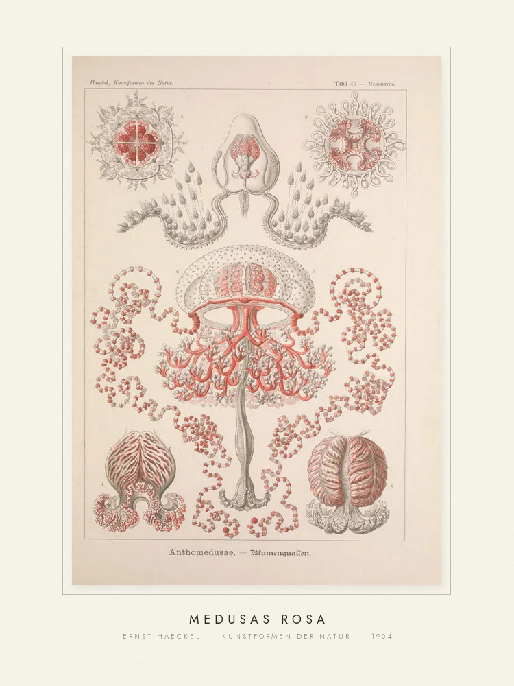 Quadro Medusas rosa