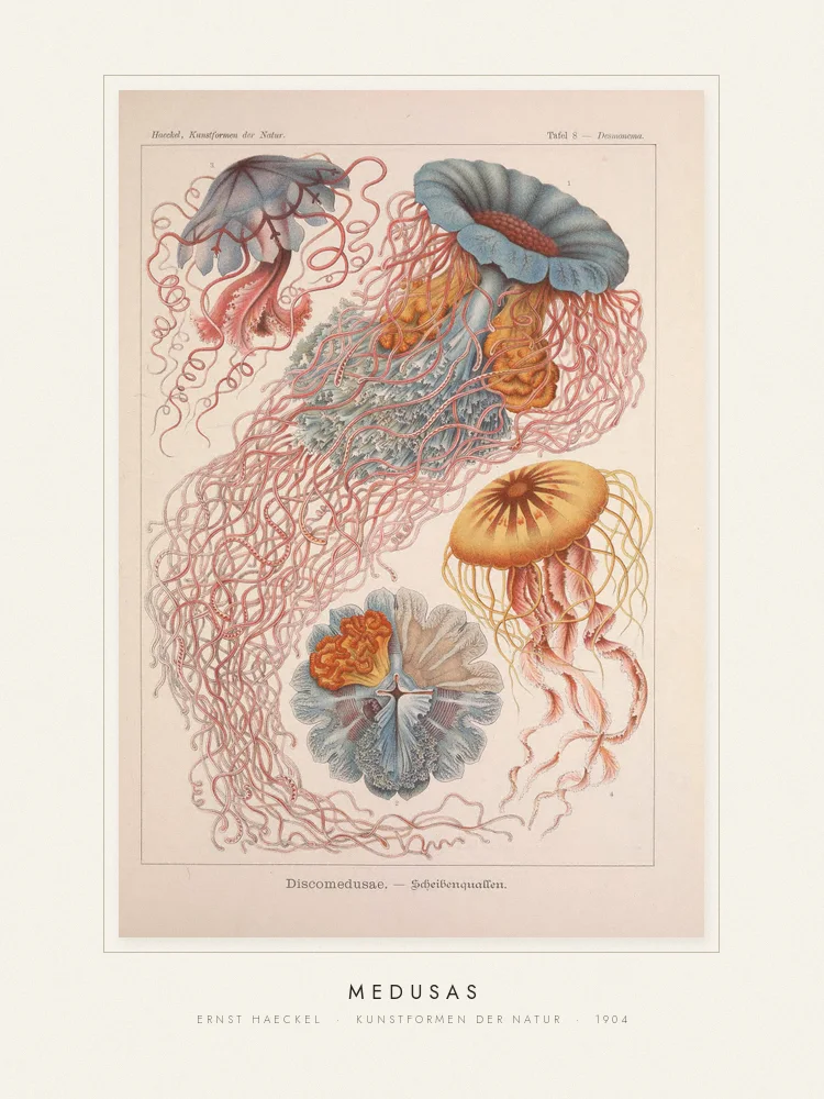Quadro Medusas
