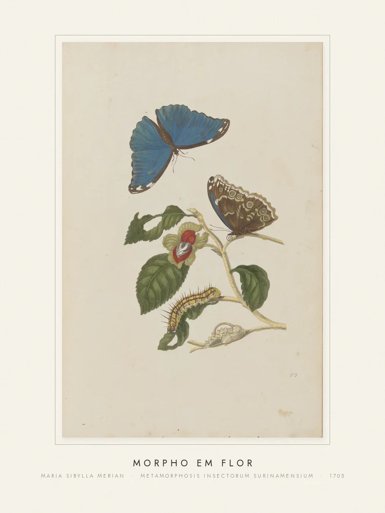 Quadro Morpho em flor