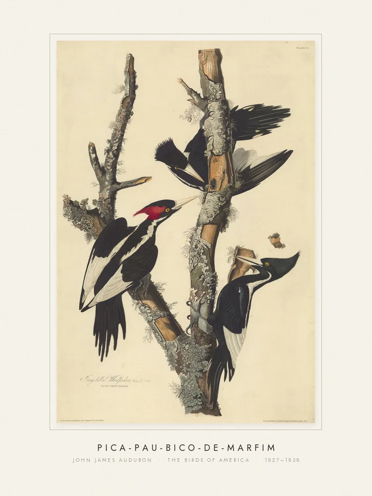 Quadro Pica-pau-bico-de-marfim