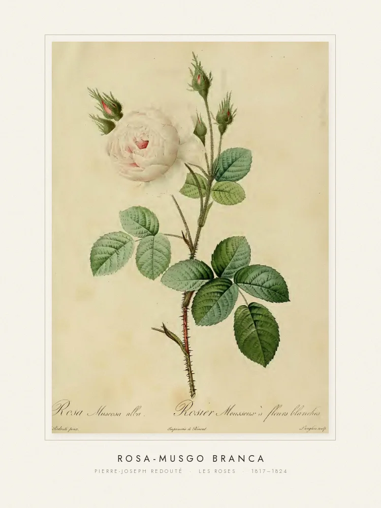 Quadro Rosa-musgo branca