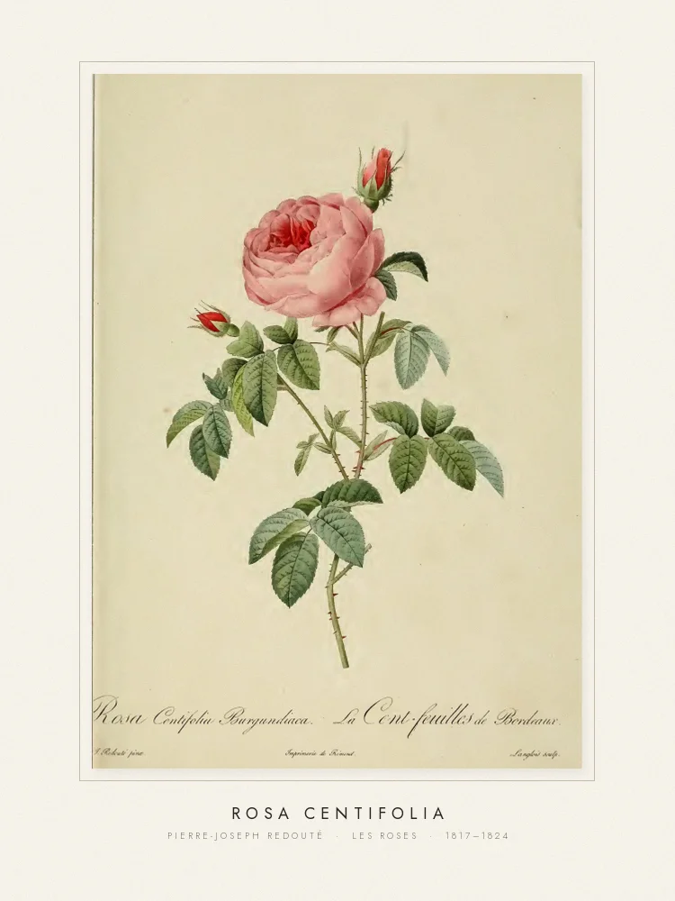 Quadro Rosa centifolia