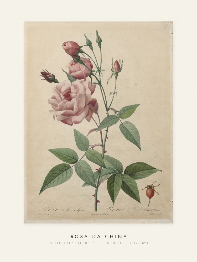 Quadro Rosa-da-china