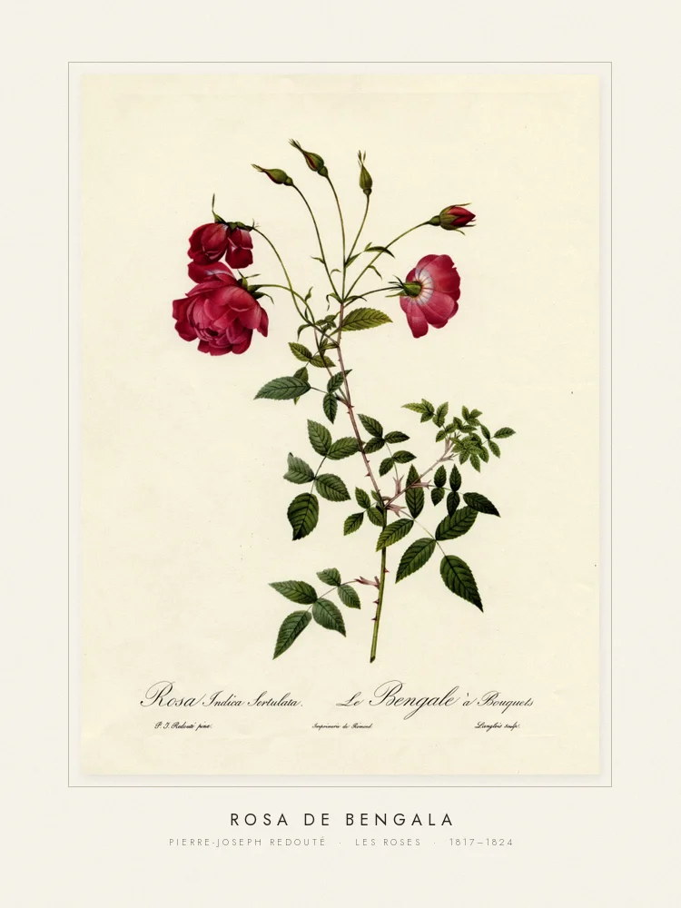 Quadro Rosa de Bengala