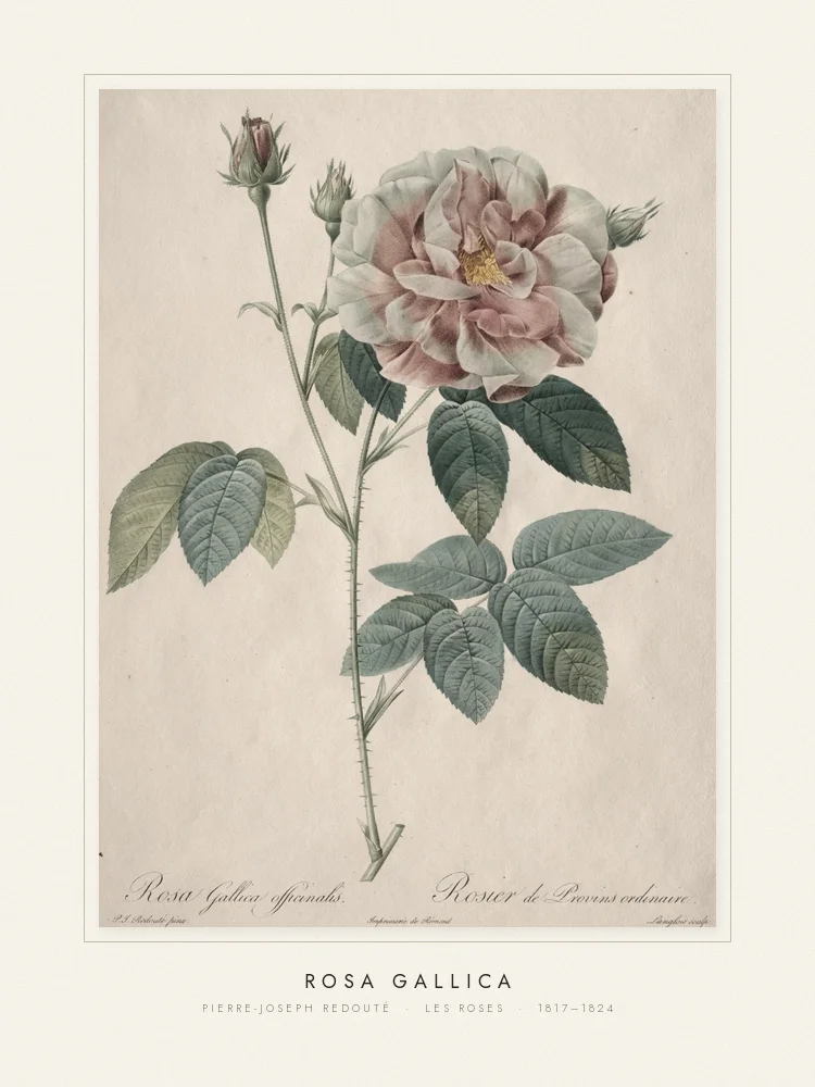 Quadro Rosa gallica